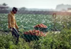 3.7 میلیارد دلار برای جهش کشاورزی؛ توافق جدید عربستان و چین