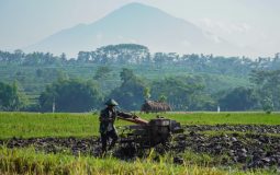 اندونزی به دنبال جهش در توسعه صنایع پایین‌دستی کشاورزی