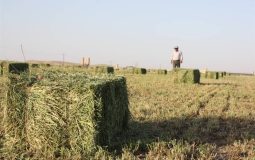 کمبود علوفه و غذای دام به دلیل مشکلات ارزی