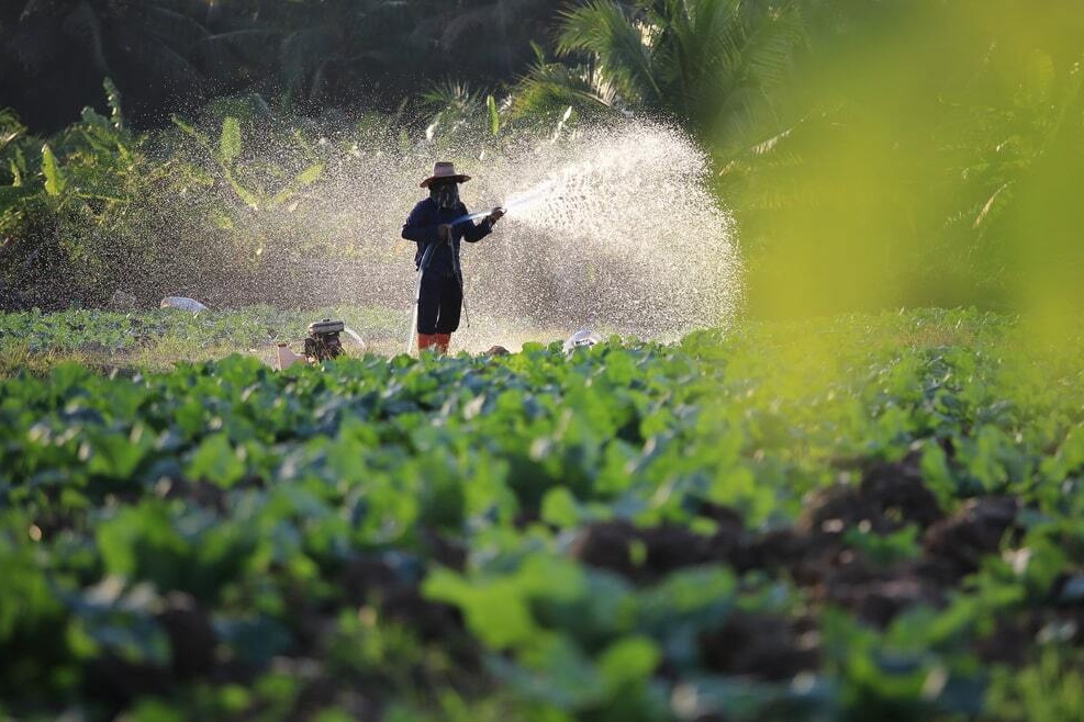 افزایش تولید کشاورزی کانادا با وجود خشکسالی