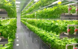 نقش کشاورزی شهری در امنیت غذایی