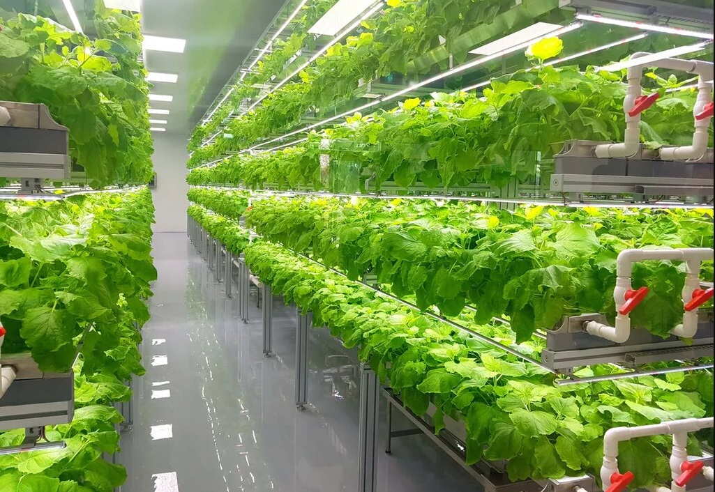 نقش کشاورزی شهری در امنیت غذایی