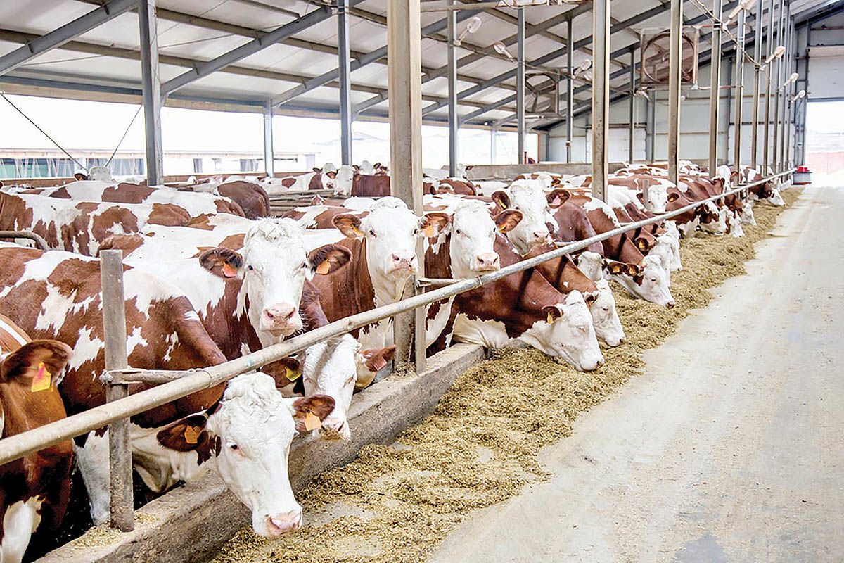 گرانی نهاده‌های دامی نتیجه ارز ترجیحی است؟