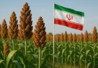 توسعه سورگوم؛ گامی برای تقویت امنیت غذایی