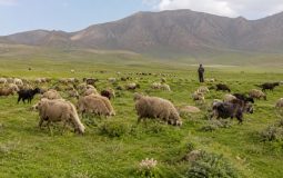 تولید گوشت با استفاده از مراتع برای کاهش وابستگی به واردات نهاده مرغ