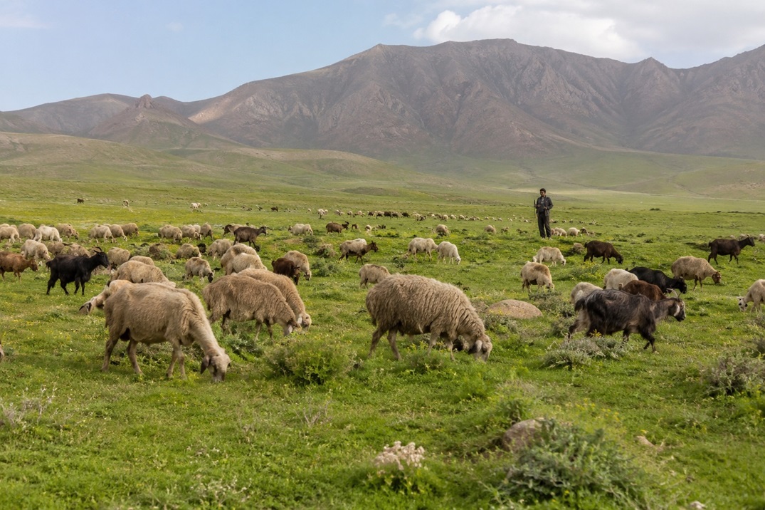 تولید گوشت با استفاده از مراتع برای کاهش وابستگی به واردات نهاده مرغ