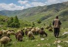 طرح مرتعداری جذاب نیست