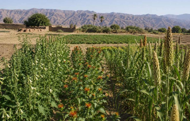 احیای گیاهان فراموش‌شده؛ مسیر تنوع‌بخشی به کشاورزی ایران