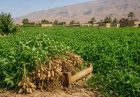 بادام‌زمینی؛ ظرفیت مغفول تنوع‌بخشی به کشاورزی ایران
