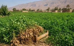 بادام‌زمینی؛ ظرفیت مغفول تنوع‌بخشی به کشاورزی ایران