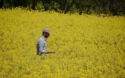 وابستگی 2 میلیارد دلاری به واردات روغن؛ وزارت جهاد کشاورزی چه برنامه‌ای دارد؟