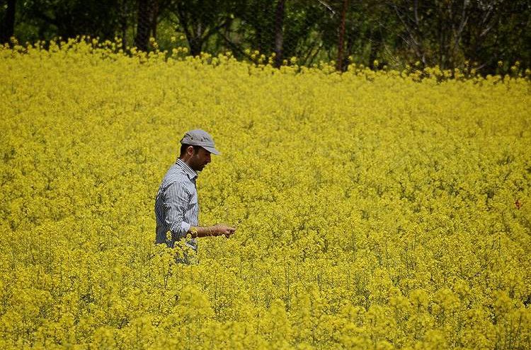 وابستگی 2 میلیارد دلاری به واردات روغن؛ وزارت جهاد کشاورزی چه برنامه‌ای دارد؟