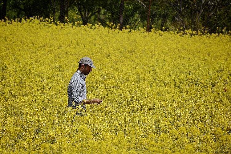 وابستگی 2 میلیارد دلاری به واردات روغن؛ وزارت جهاد کشاورزی چه برنامه‌ای دارد؟