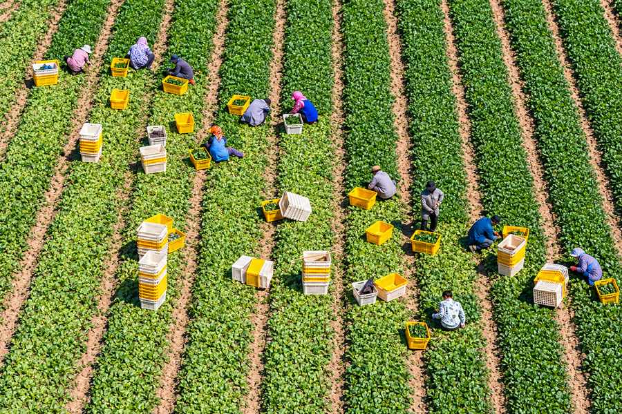 زنجیره غذای چین